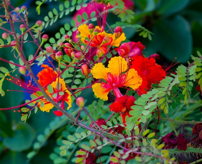 Floral_0027 - Floral - Plants