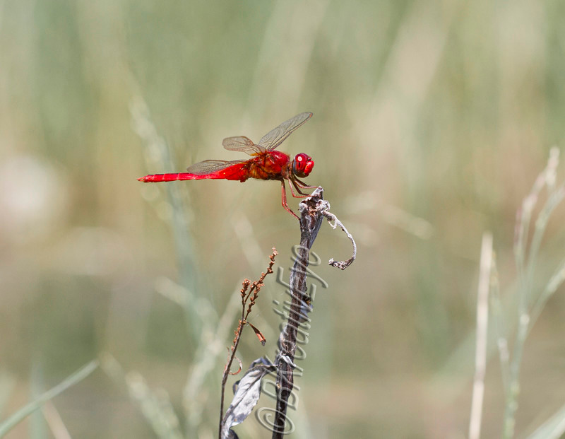 DF AnimalsCreatures  094 - Dragonflies