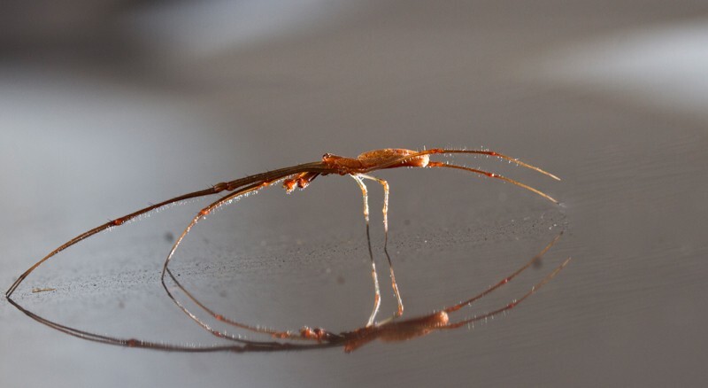 AnimalsCreatures _0031 - Animals, Creatures