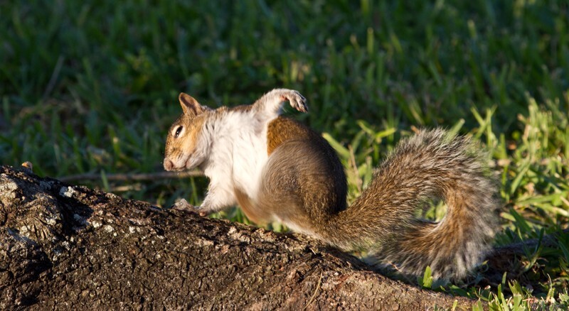 AnimalsCreatures _0024 - Animals, Creatures