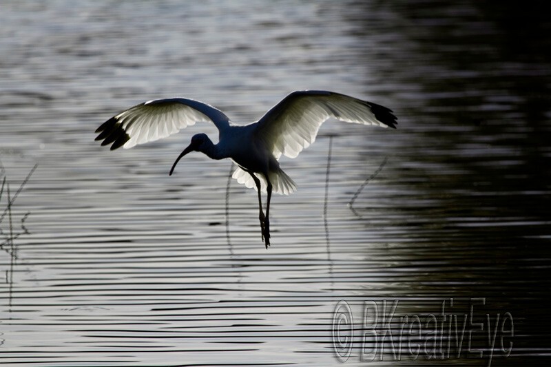 Birds 313 - Birds