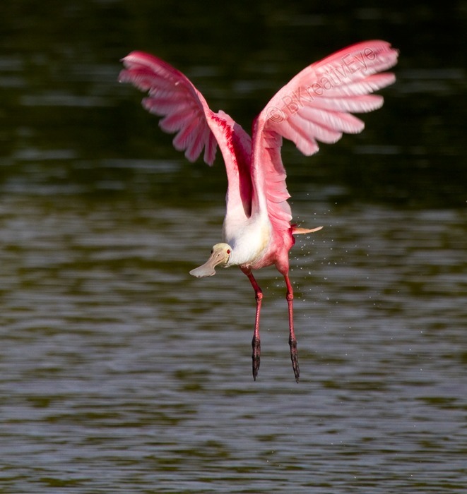 Roseate Spoonbill  Southwest Florida Wild Birds by Brian Kitzman