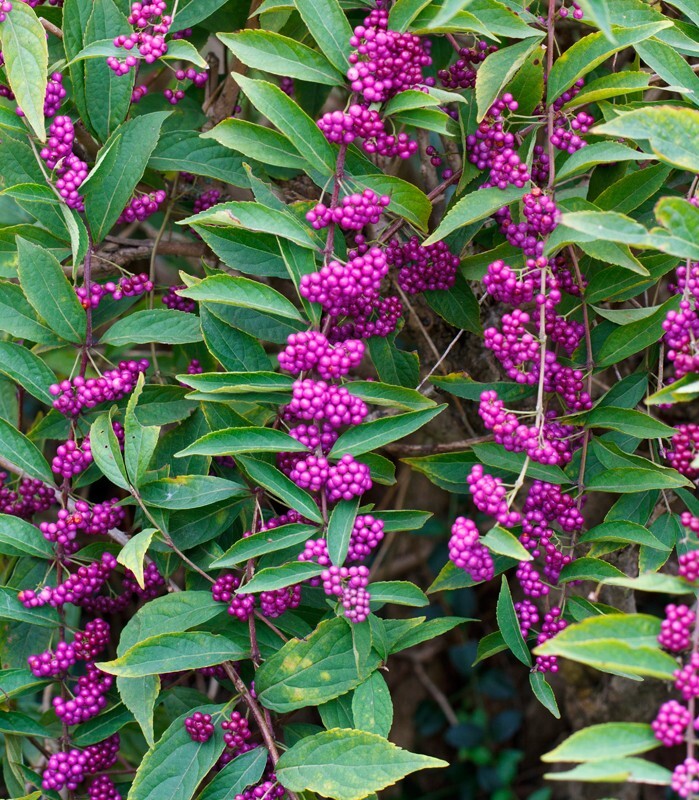 Floral_0086 - Floral - Plants