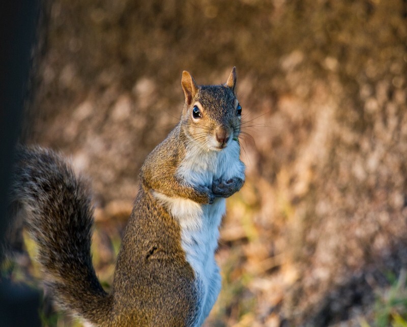 AnimalsCreatures _0025 - Animals, Creatures