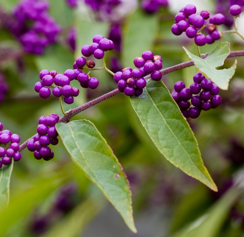 Floral_0084 - Floral - Plants