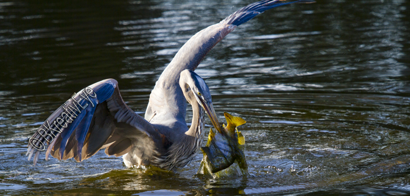 BH Birds 130 - Great Blue Heron