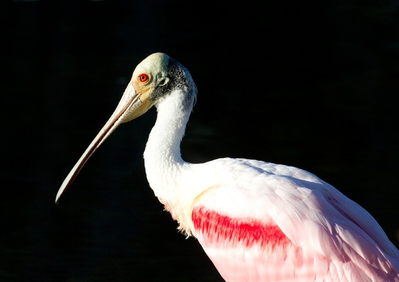 Roseate Spoonbil _0001 - Roseate Spoonbill