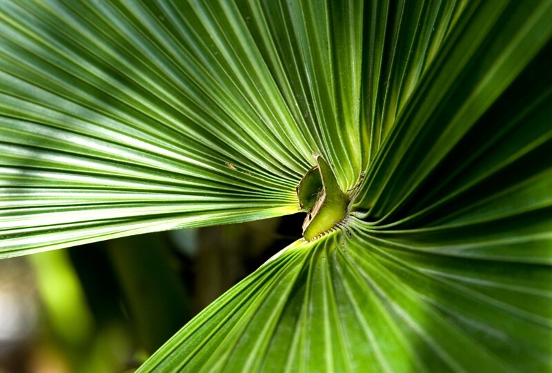 Trees  _0050 - Trees