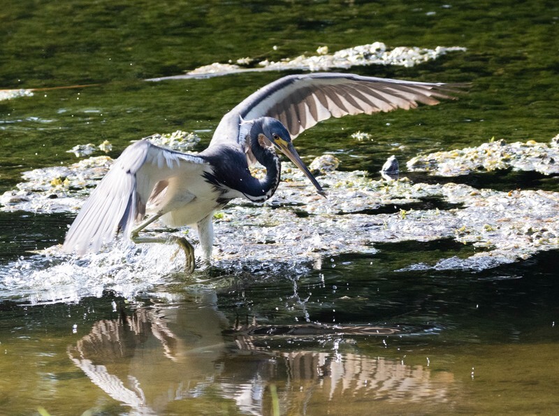 Tri-Colored-Heron _0043 - Tri-Colored Heron