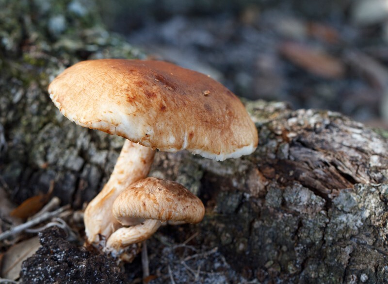 Floral_0110 - Floral - Plants