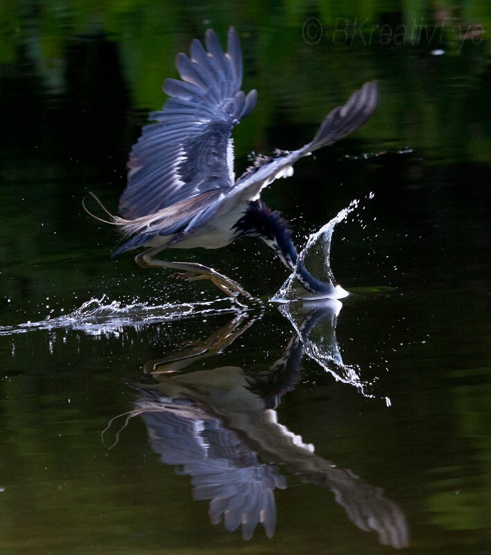 Birds 341 - Birds