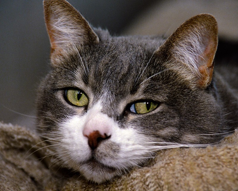 AnimalsCreatures _0081 - Animals, Creatures