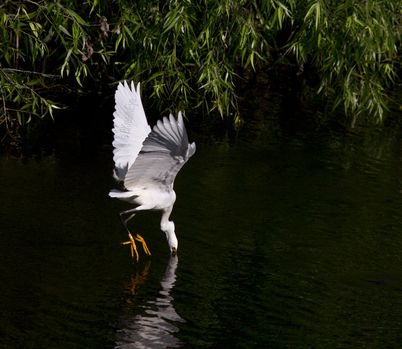 Birds-069 - Birds