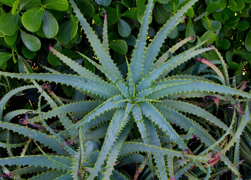 Floral_0023 - Floral - Plants