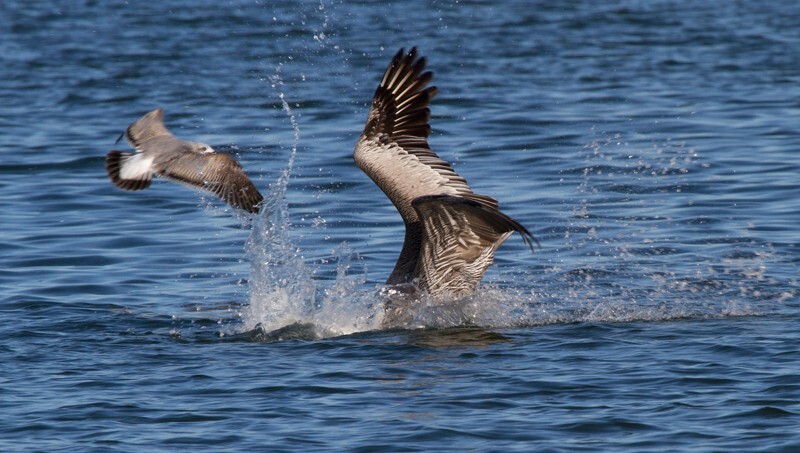  Pelicans _0030 - Pelicans