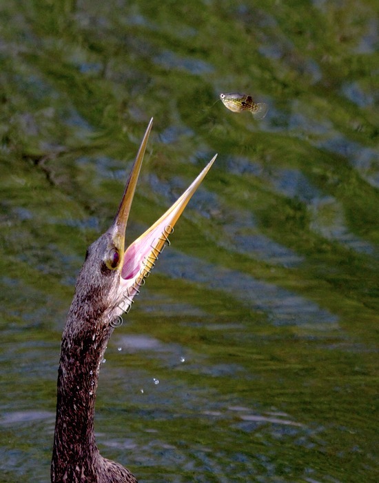 Anhinga Everglades Florida Wild Birds by Brian Kitzman
