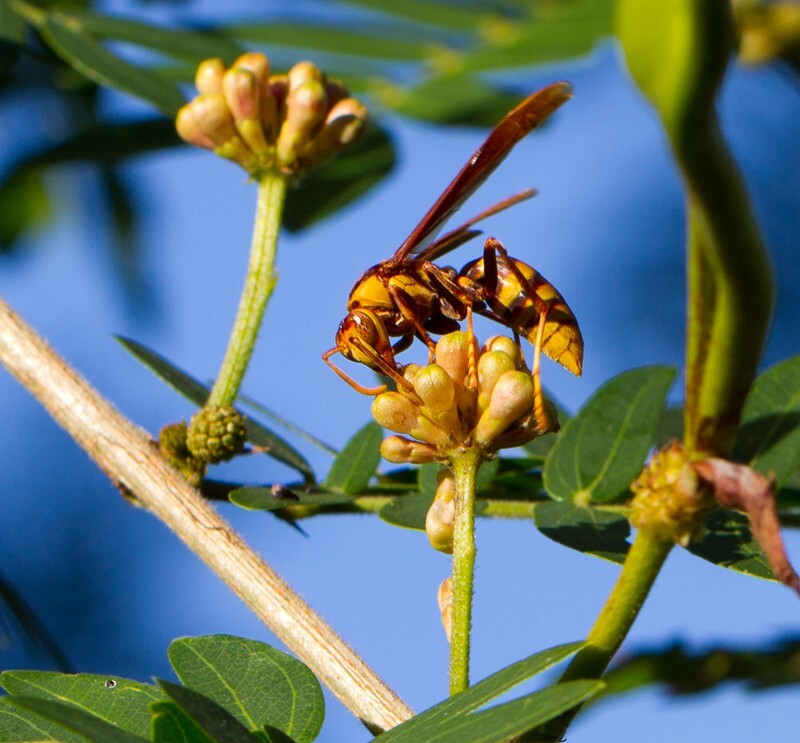 AnimalsCreatures _0001 - Animals, Creatures