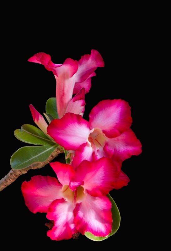 Floral_0025 - Floral - Plants