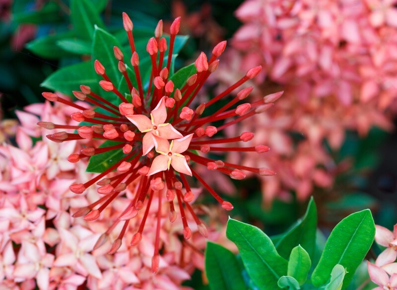 Floral_0031 - Floral - Plants