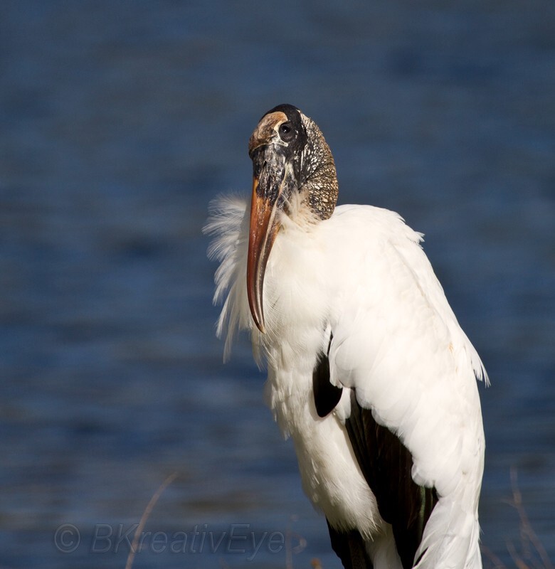 Birds 348 - Birds