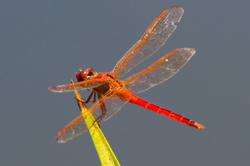 Dragonflies _0031 - Dragonflies