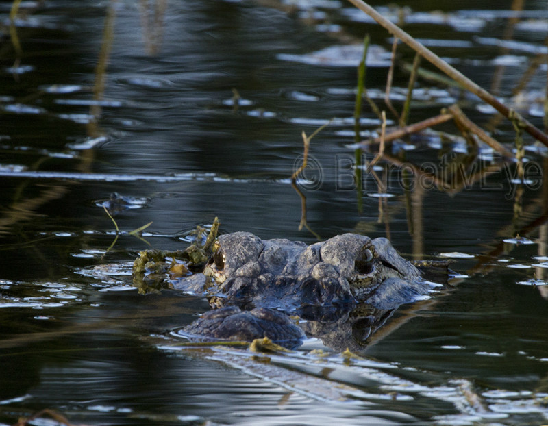AnimalsCreatures 070 - Alligators