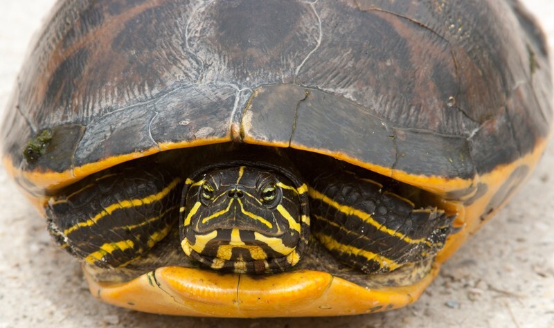 AnimalsCreatures _0104 - Animals, Creatures