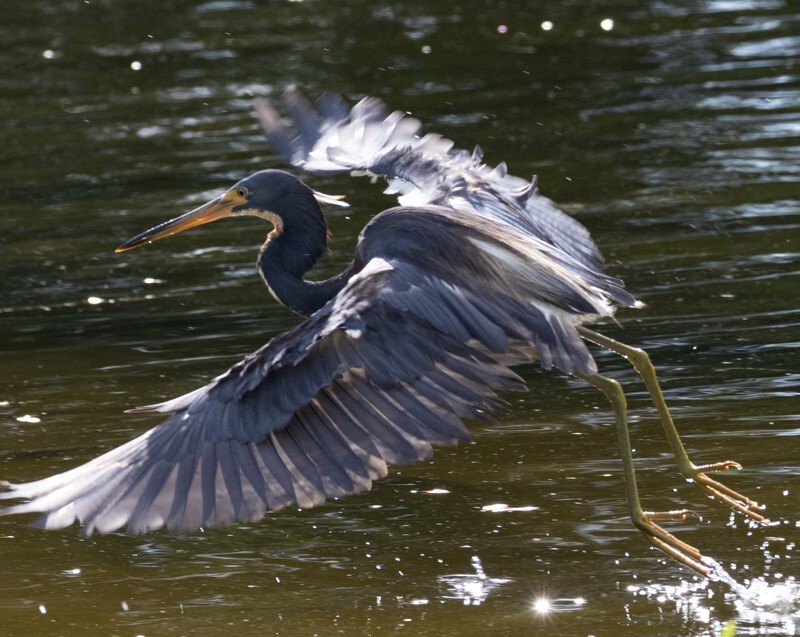 Tri-Colored-Heron _0051 - Tri-Colored Heron