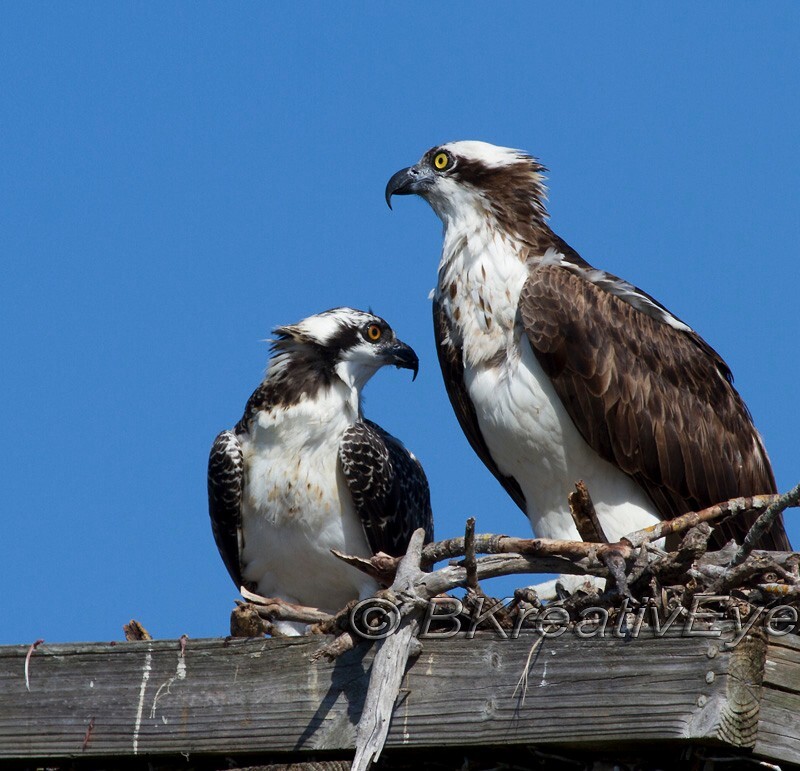 OSP Birds 320 - Osprey