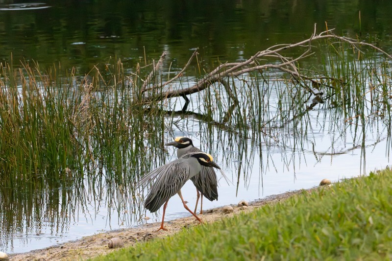 Yellow Crowned Night Heron _0012 - Yellow Crowned Night Heron