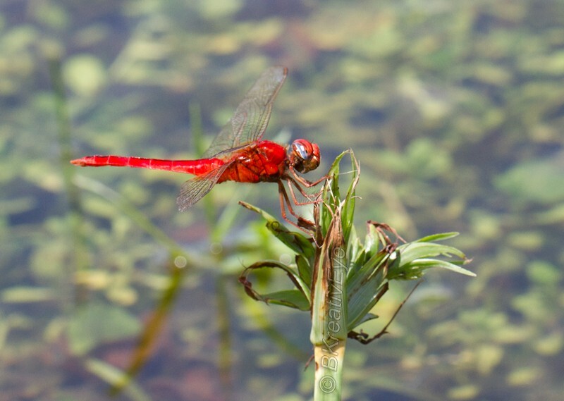 DF AnimalsCreatures 202 - Dragonflies