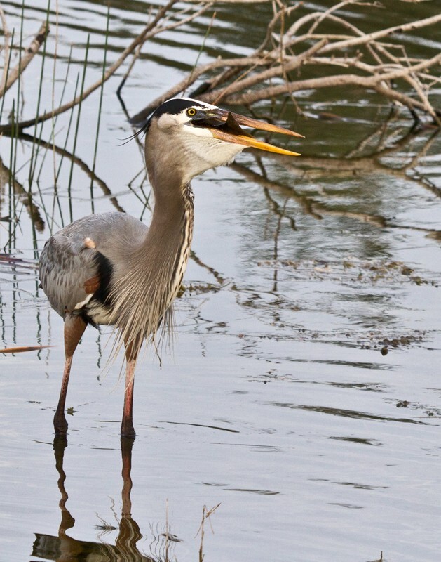Great Blue Heron _0088 - Great Blue Heron