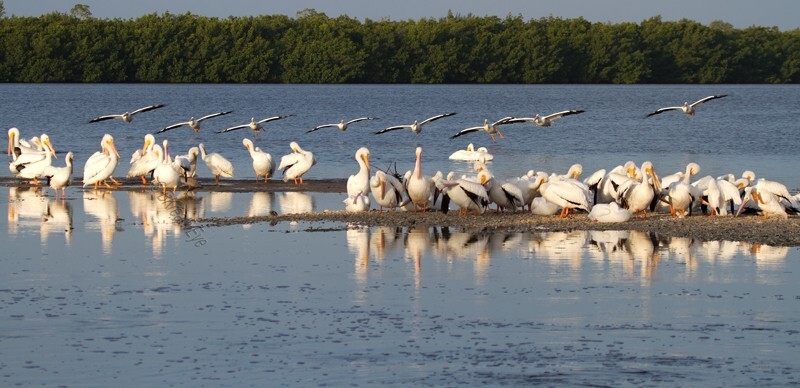  Pelicans _0038 - Pelicans