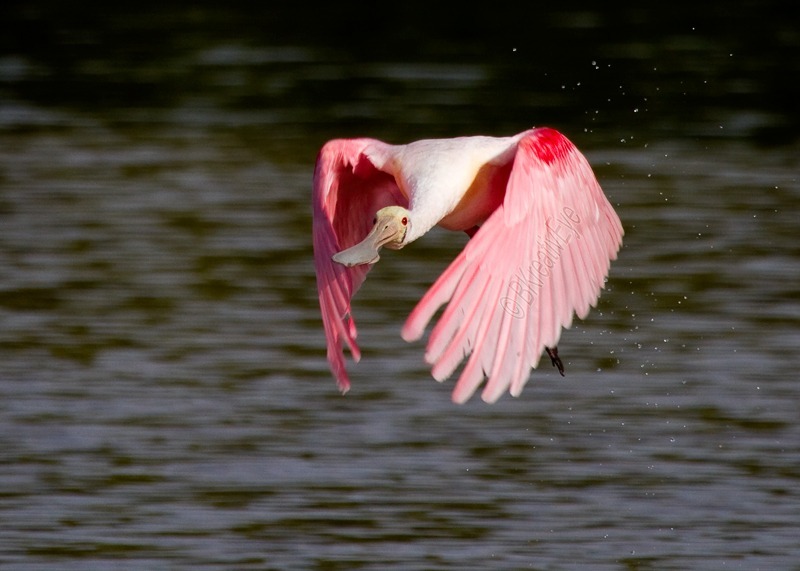 Roseate Spoonbill Southwest Florida Wild Birds by Brian Kitzman