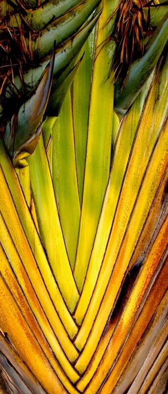 Trees  _0044 - Trees