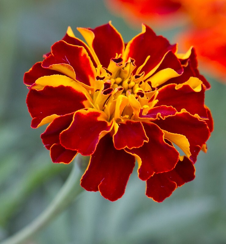 Floral_0094 - Floral - Plants