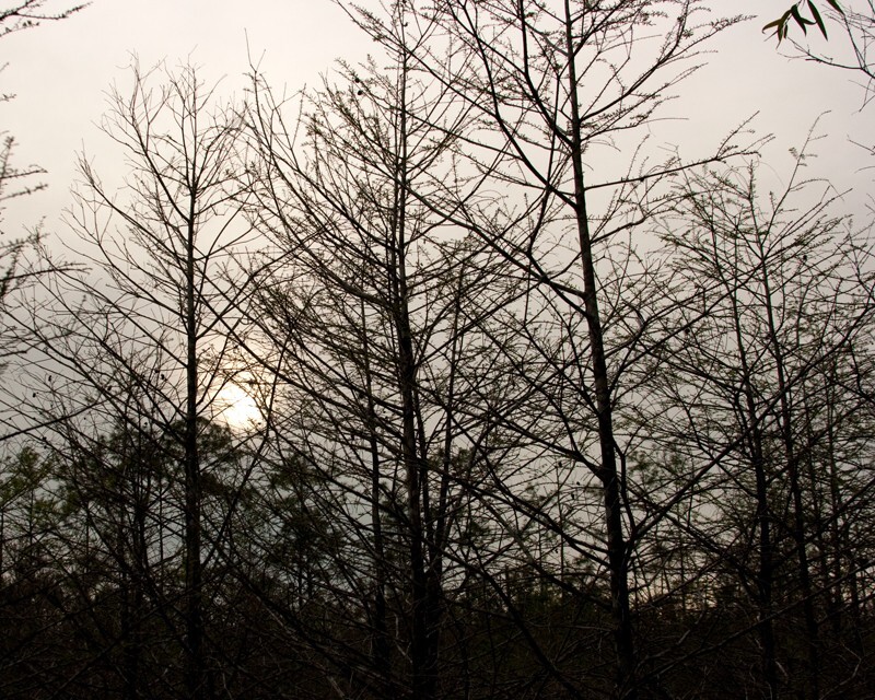 Trees  _0059 - Trees