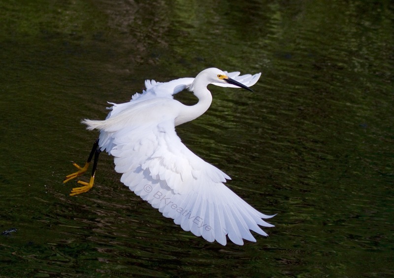 Snowy Egret EvergladesFlorida Wild Birds by Brian Kitzman