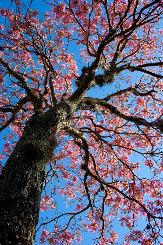 Trees  _0025 - Trees