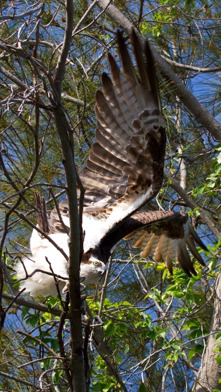 Osprey_0009 - Osprey
