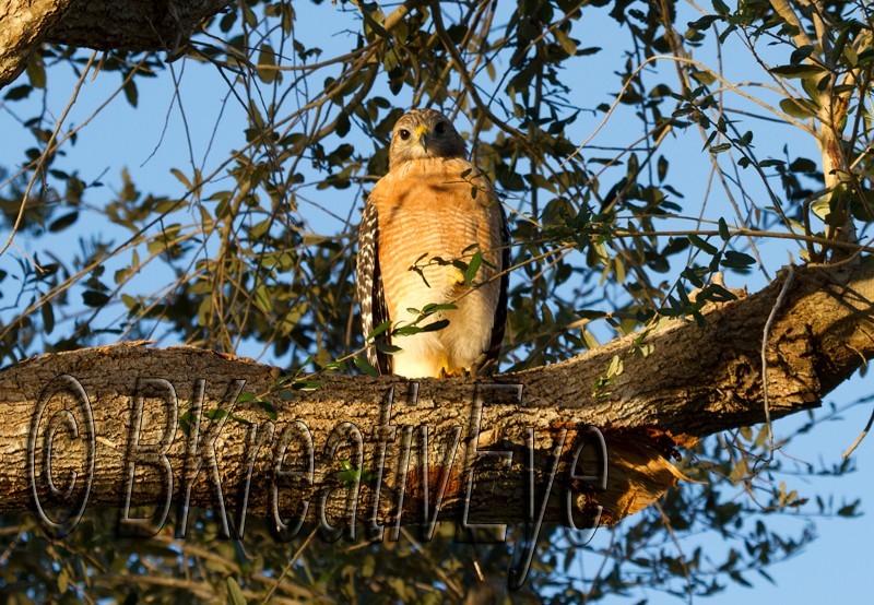 Birds 193 - Birds