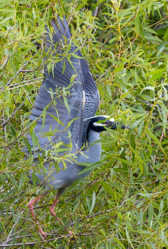 Yellow Crowned Night Heron _0018 - Yellow Crowned Night Heron