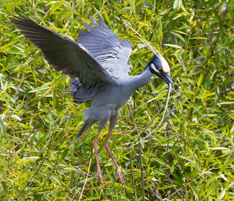 Yellow Crowned Night Heron _0024 - Yellow Crowned Night Heron