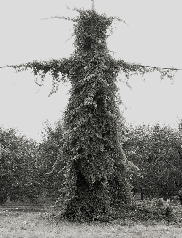 Trees  _0037 - Trees