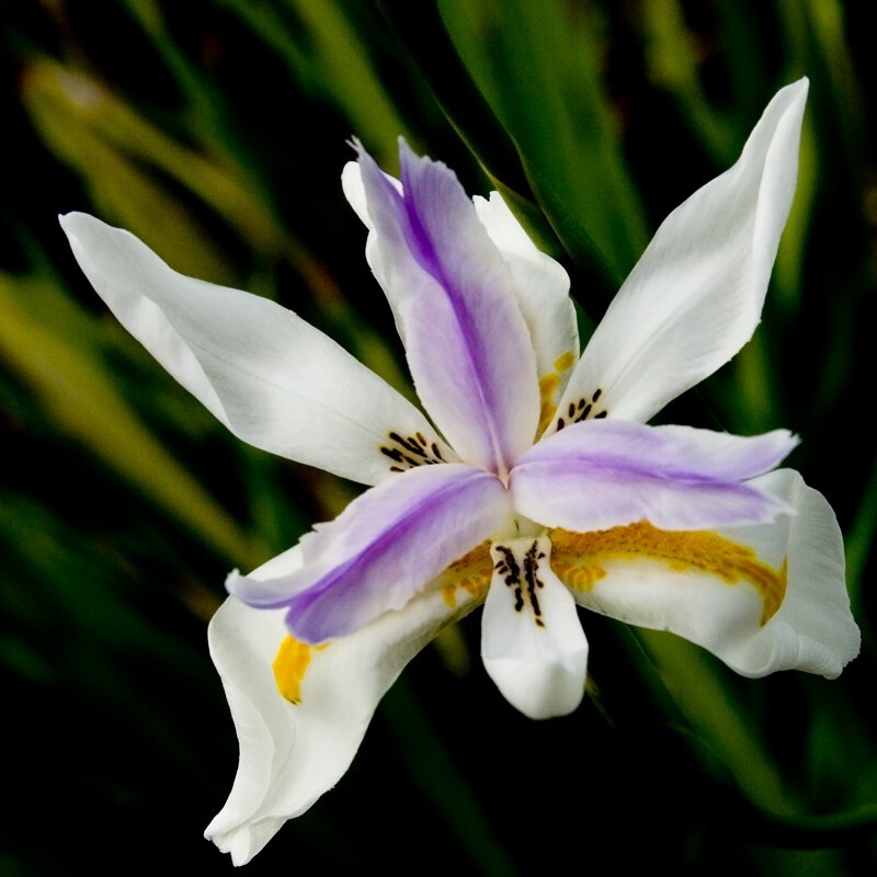 Floral_0152 - Floral - Plants