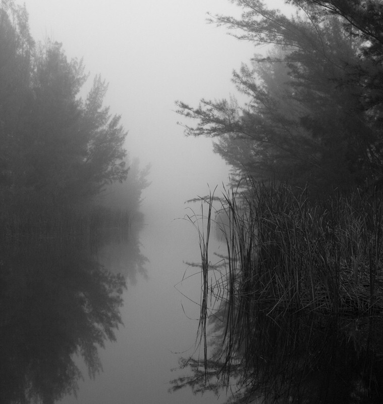 Trees  _0036 - Trees