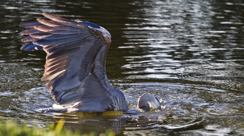Great Blue Heron _0017 - Great Blue Heron