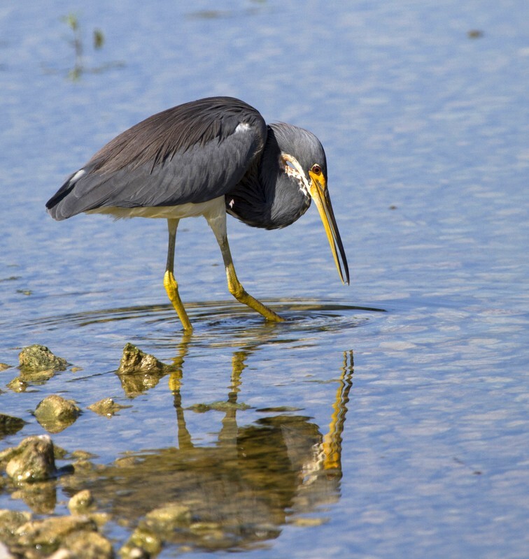 Tricolored Heron _0035 - Tri-Colored Heron