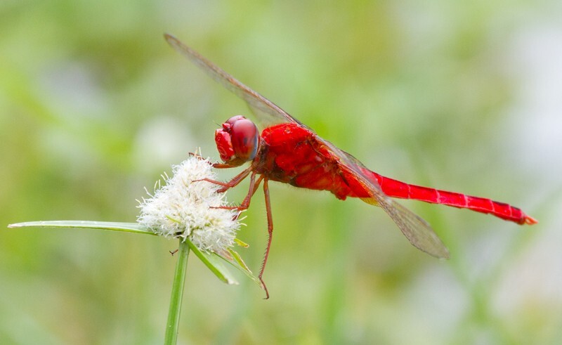 Dragonflies _0033 - Dragonflies