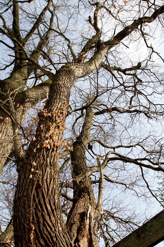 Trees  _0002 - Trees